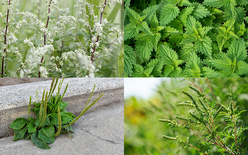 Allergic to weeds? Find out more about weed pollen allergy UK