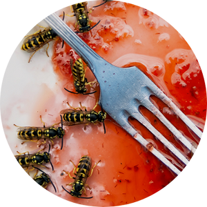 More about insect allergy